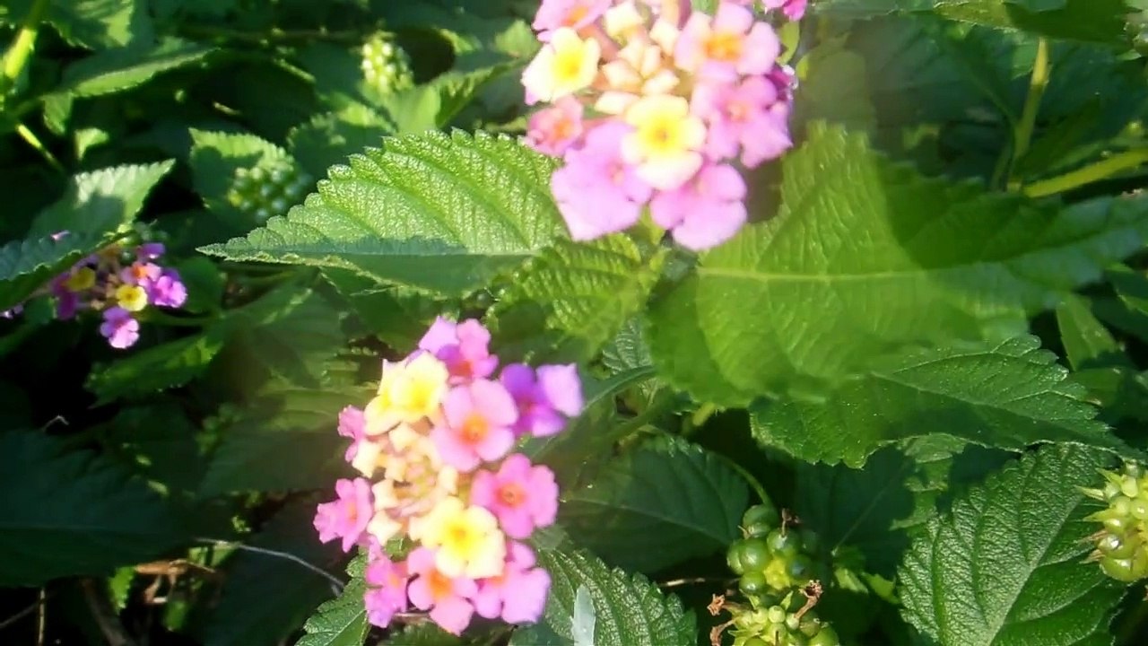 Lantana in Japan