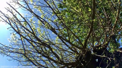 9 Fallos Inusuales de la Naturaleza