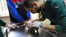 Ankara Büyükşehir’den acil durumlarda hayvanlara müdahaleye ilişkin “ilk yardım eğitimi”