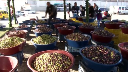 Kahvaltı sofralarının eşsiz ürünü ‘zeytin’ tezgahtaki yerini aldı