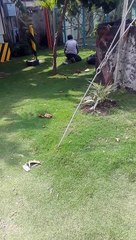 Cutting Grass by Hand in the Philippines