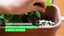 Riciclare nel modo giusto: rotoli di carta igienica e gusci d'uovo