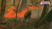 Incendie en Australie: La vidéo d'une femme qui sauve un koala blessé et piégé par les flammes bouleverse les internautes