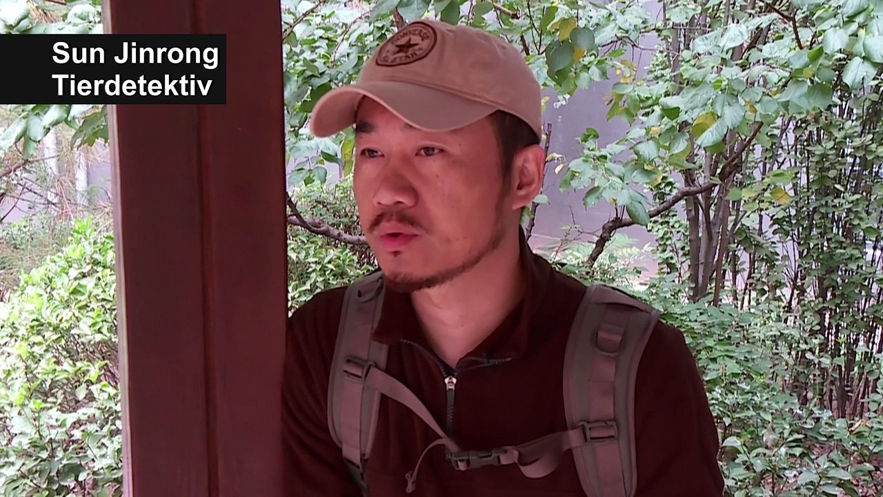 Mit Chinas Tierdetektiv auf Spurensuche