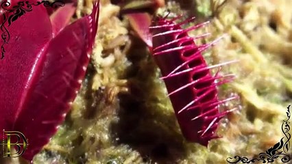 Dünyanın şaşırtan en garip 10 bitki türü