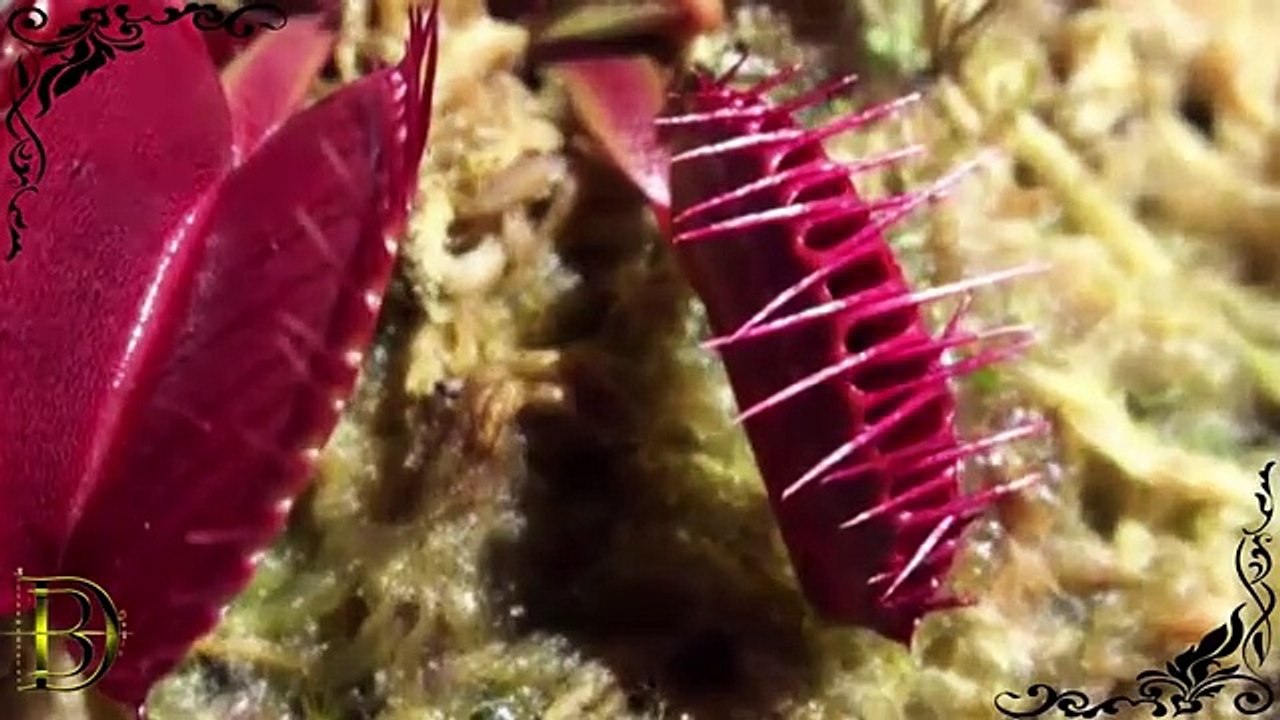 Dünyanın şaşırtan en garip 10 bitki türü