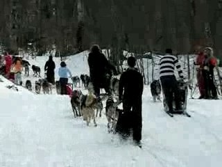 Chiens de traineau