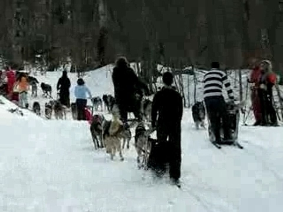 Chiens de traineau
