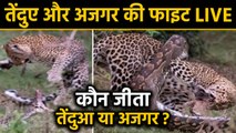 Leopard Vs Python में कौन जीता ?, देखें तेंदुए और अजगर की Fight का Video | वनइंडिया हिदी