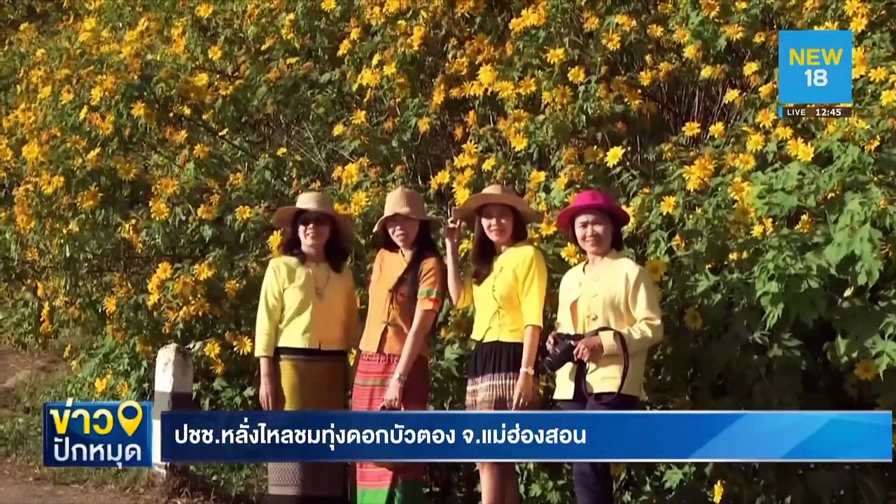 ปชช.หลั่งไหลชมทุ่งดอกบัวตอง จ.แม่ฮ่องสอน | NEW18