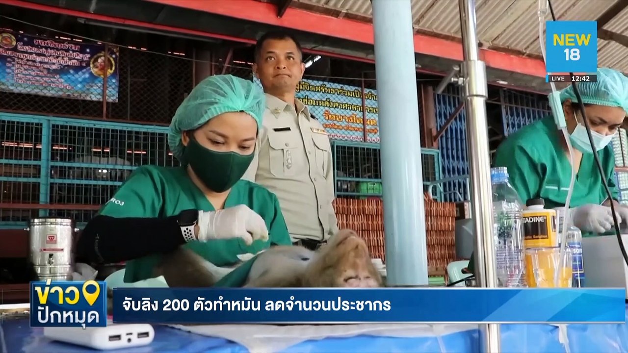จับลิง 200 ตัวทำหมัน ลดจำนวนประชากร | NEW18