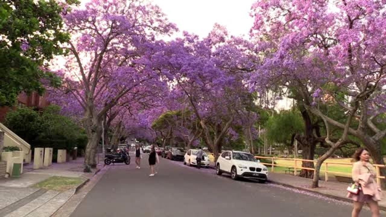 Sydney'i süsleyen mor güzellik: Jakaranda ağaçları