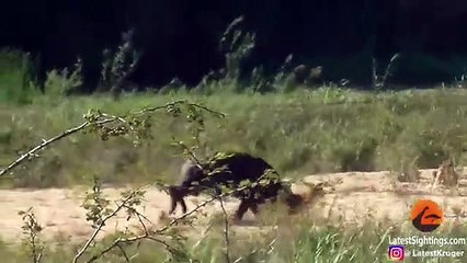 Buffalo Launches Lion into Air to Save Lizard