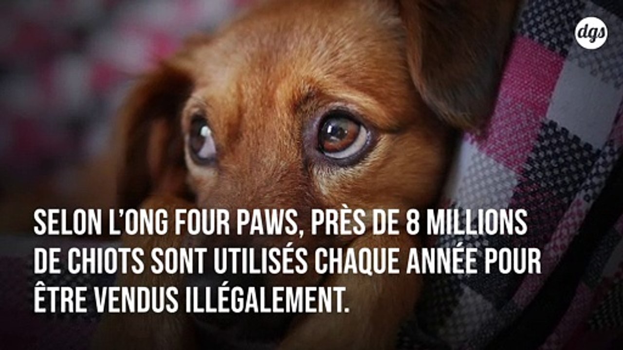 Des chiots élevés en Europe de l'Est sont  maltraités et vendus illégalement en France