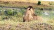 Buffalo Too Lusty Is Real, Bufalo Attack Lion   Best Moment Animals Fight Powerful Lion vs Buffalo