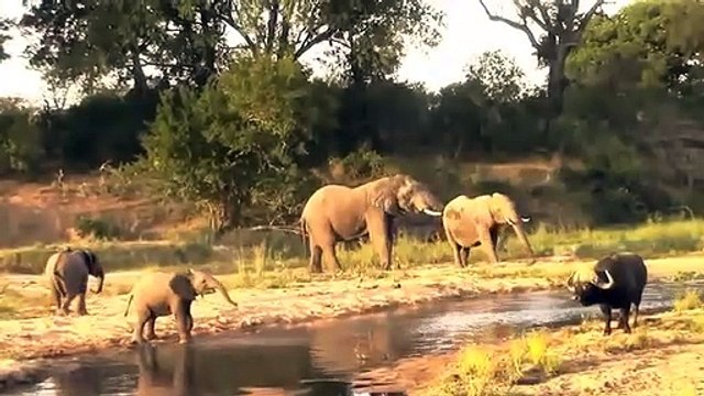 Buffalo vs Elephant - Buffalo Save Baby Takes Down Biggest Elephant - Wild Animal Attacks