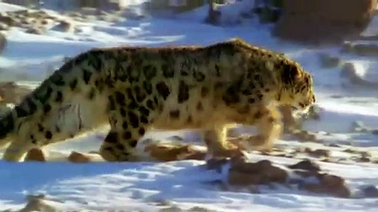 Buffalo Yak Save Baby From Snow Leopard Hunt . Buffalo vs Leopard   Aniamals Save Another Animals