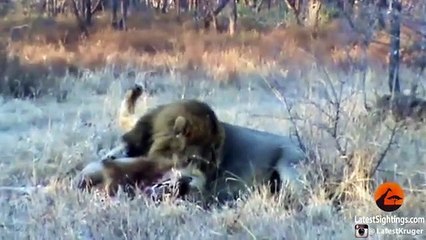 Buffaloes Stop 3 Male Lions From Killing Another Lion