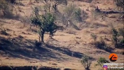 Buffaloes Rescue Friend from Lions