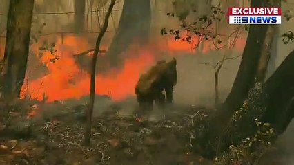 Incendie en Australie : La vidéo d'une femme qui sauve un koala blessé et piégé par les flammes bouleverse les internautes
