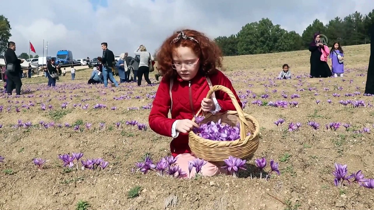 'Milli bitki' safrandan '20 kilo' hasat - KARABÜK