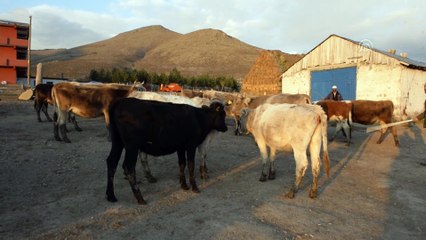 Ardahanlı besici Belçika Mavisi ırkı buzağı yetiştirdi