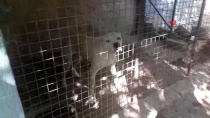 Kayseri'de tehlikeli ırk köpeklere el konuldu