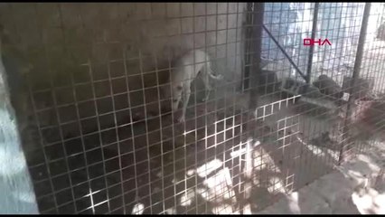 Kayseri'de, tehlikeli ırk sınıfına giren 9 köpeğe el konuldu