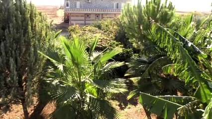 Mardin Ovasında Akdeniz iklimi meyveleri yetiştiriyor