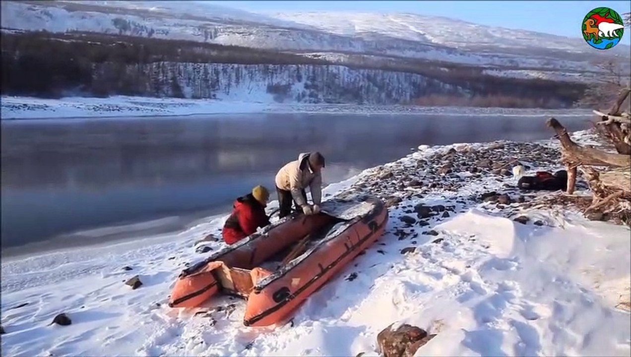 Ce petit renard arctique n'est pas vraiment timide