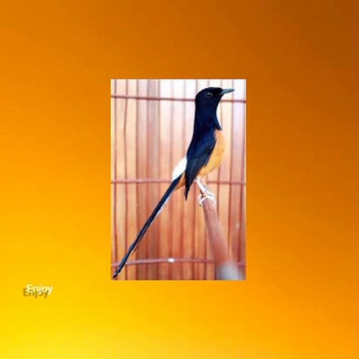 Burung murai batu