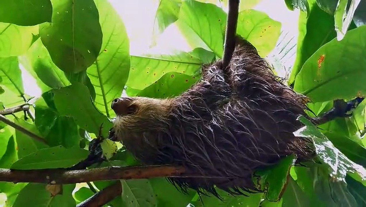 Animais Selvagens (2019 - 2020)  Filhotes bebê fofos -  Wildlife - Animales salvajes -  野生動物