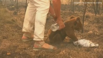 Los koalas se enfrentan indefensos a los incendios en Australia