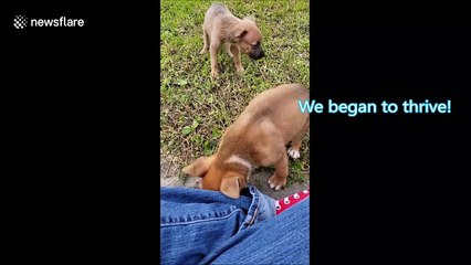 US family document inspirational journey of two dogs with cerebellar hypoplasia called Trimble and Twitch