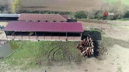 'Jersey' ırkı 10 inekle üretime başladı, 5 yılda taleplere yetişemez hale geldi