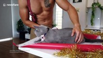 Topless Australian firefighter shows how to gift wrap an adorable cat for Christmas