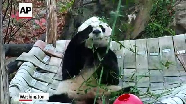 Bei Bei, panda nacido en EEUU, rumbo a nueva casa en China