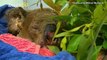 Koala Saved From Australian Bushfire Reunited With Woman Who Rescued Him