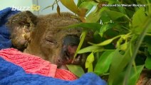 Koala Saved From Australian Bushfire Reunited With Woman Who Rescued Him