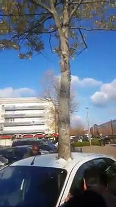 Incroyable mais vrai : un arbre a poussé à travers une voiture.
