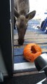 Moose Munches Pumpkin on Doorstep