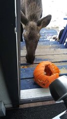 Moose Munches Pumpkin on Doorstep