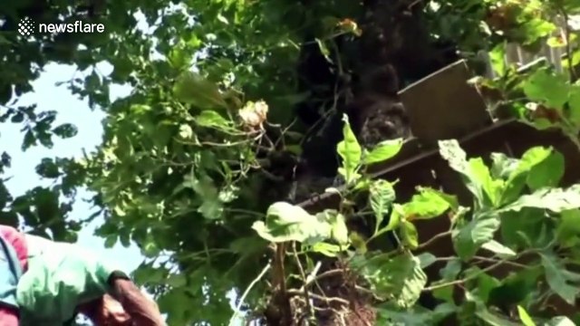 Villagers in India move into makeshift treehouses to avoid being trampled by wild elephants