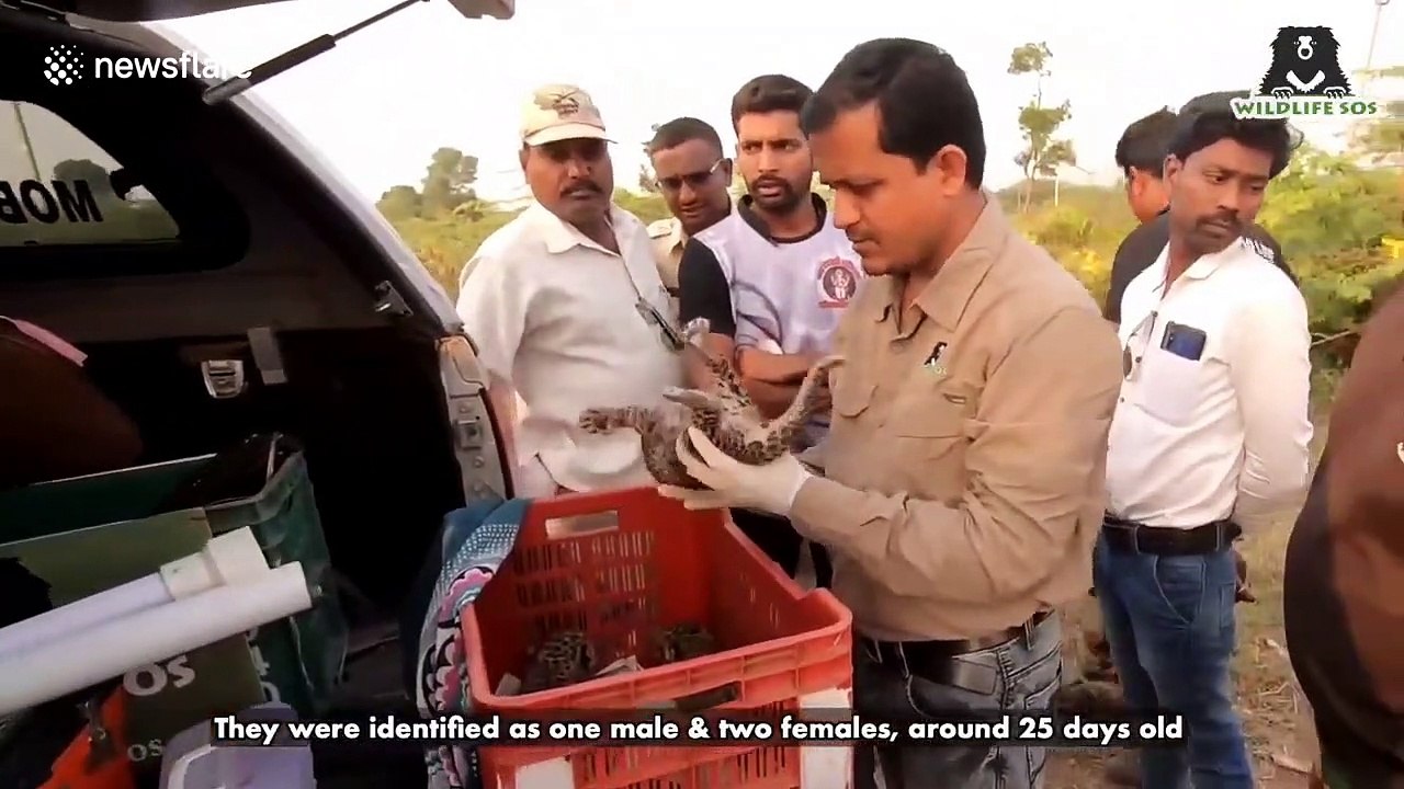 Three lost leopard cubs reunited with their mother after being found in Indian field