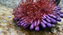 Rare species of urchin discovered on remote Thai islands