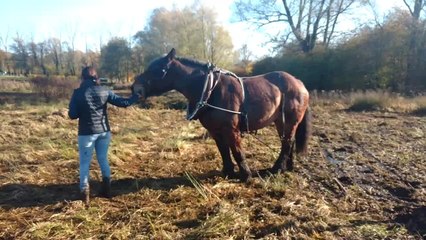 A Blaton, Sirène l'impressionnant cheval de Trait du Nord assure la gestion d'un espace vert