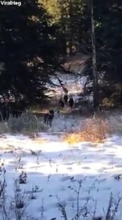 Un homme rencontre une meute de loups (Wyoming)