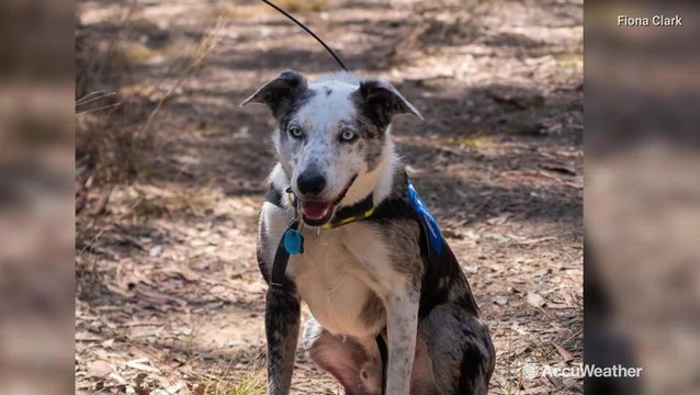 Koala detection dog sniffs out survivors following devastating bushfires
