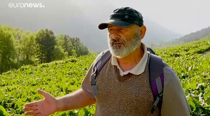 Impotencia ante la devastadora deforestación del Cáucaso ruso