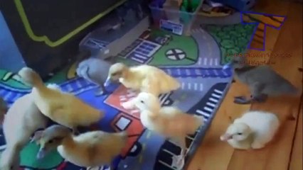 Cutest animal sounds - Funny and cute animal compilation